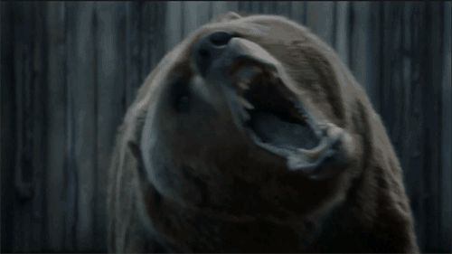 Thrones Bear gif